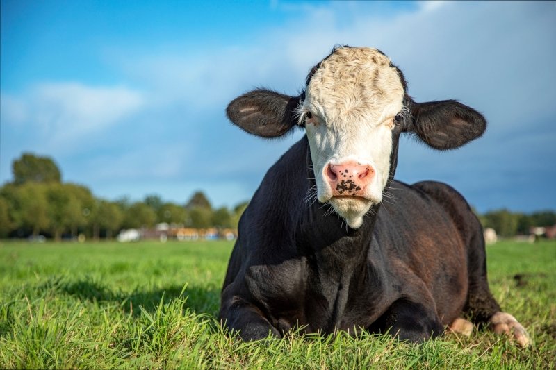 Mehr zur unserer GreenOx Qualität - GreenOx - Feinstes Weidefleisch aus Deutschland